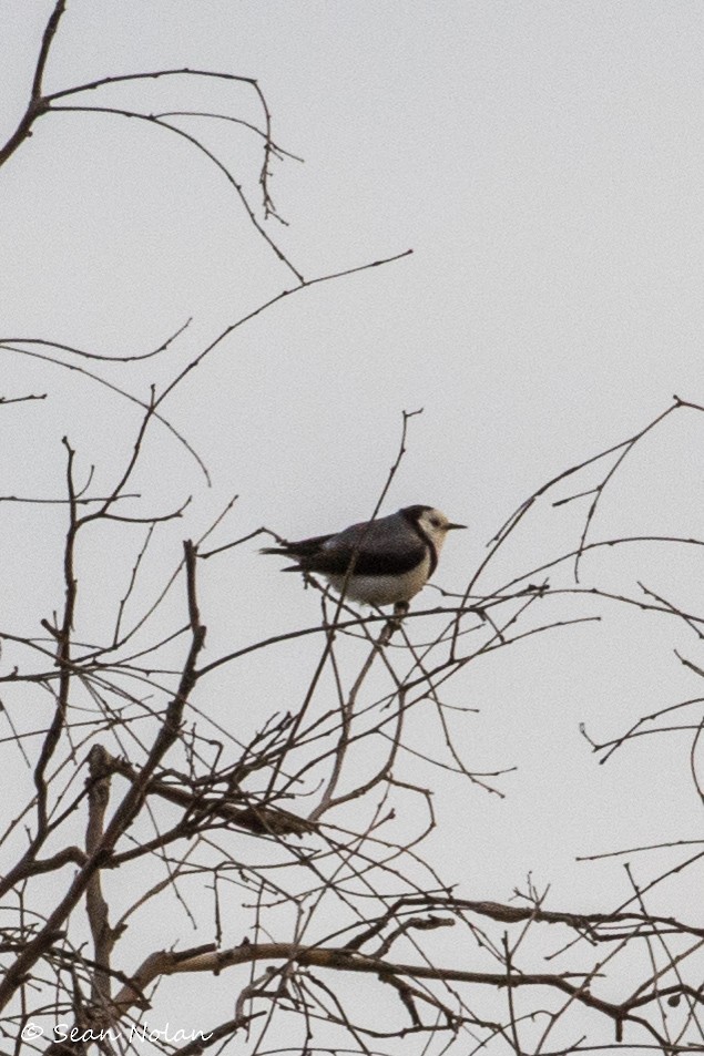 White-fronted Chat - ML164231901