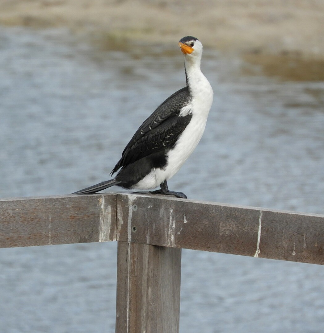 Little Pied Cormorant - ML164232161