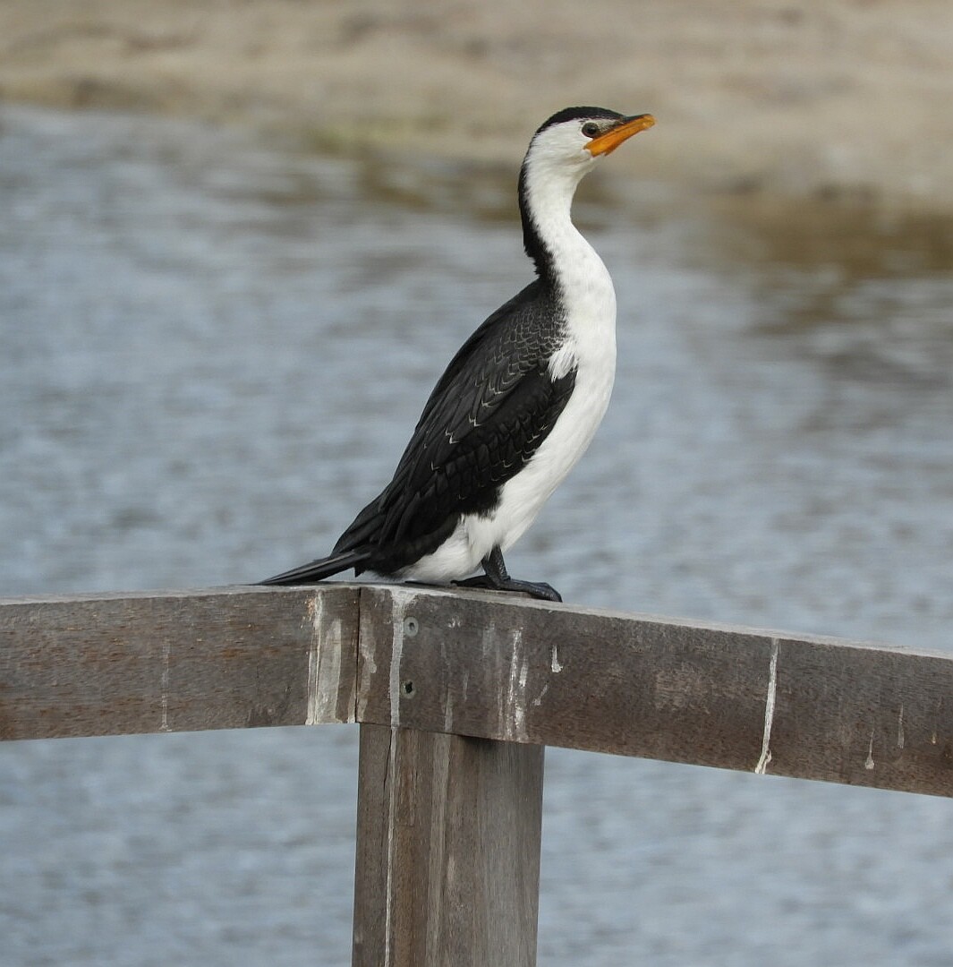 Little Pied Cormorant - ML164232181