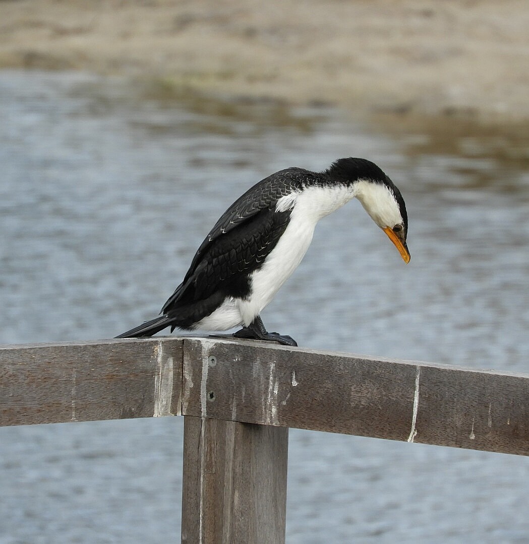Little Pied Cormorant - ML164232201