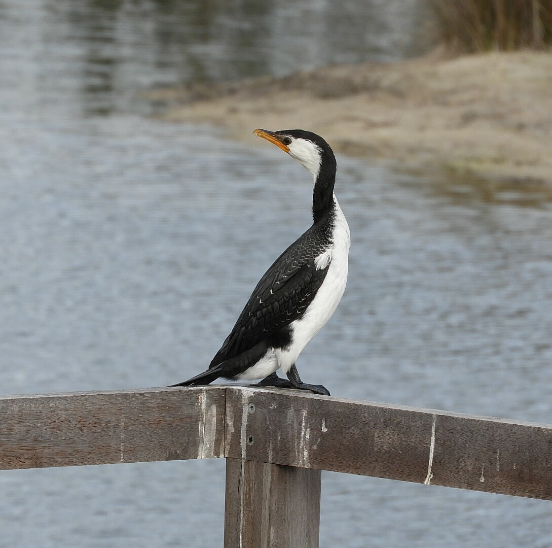 Little Pied Cormorant - ML164232251