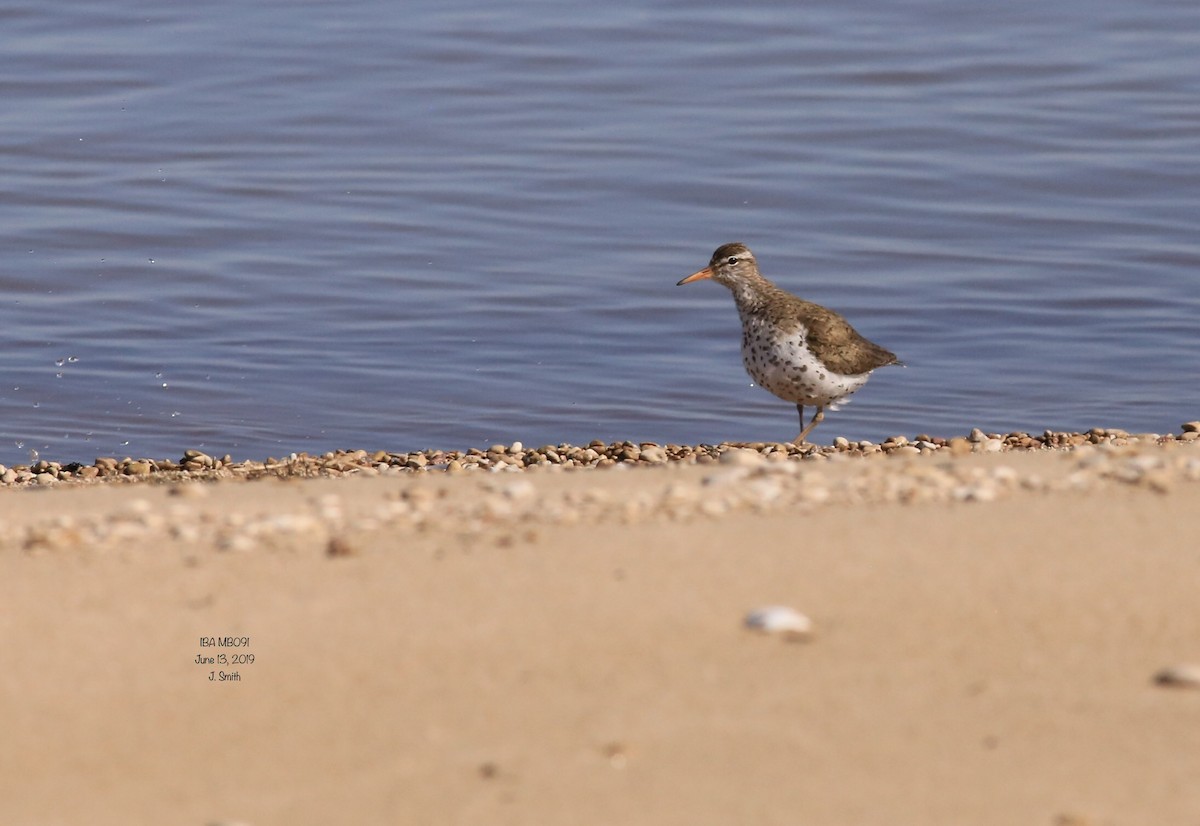 Spotted Sandpiper - Joanne Smith