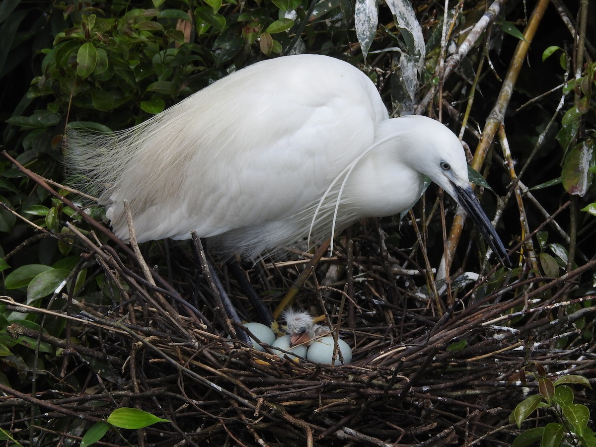 Little Egret - ML164239191