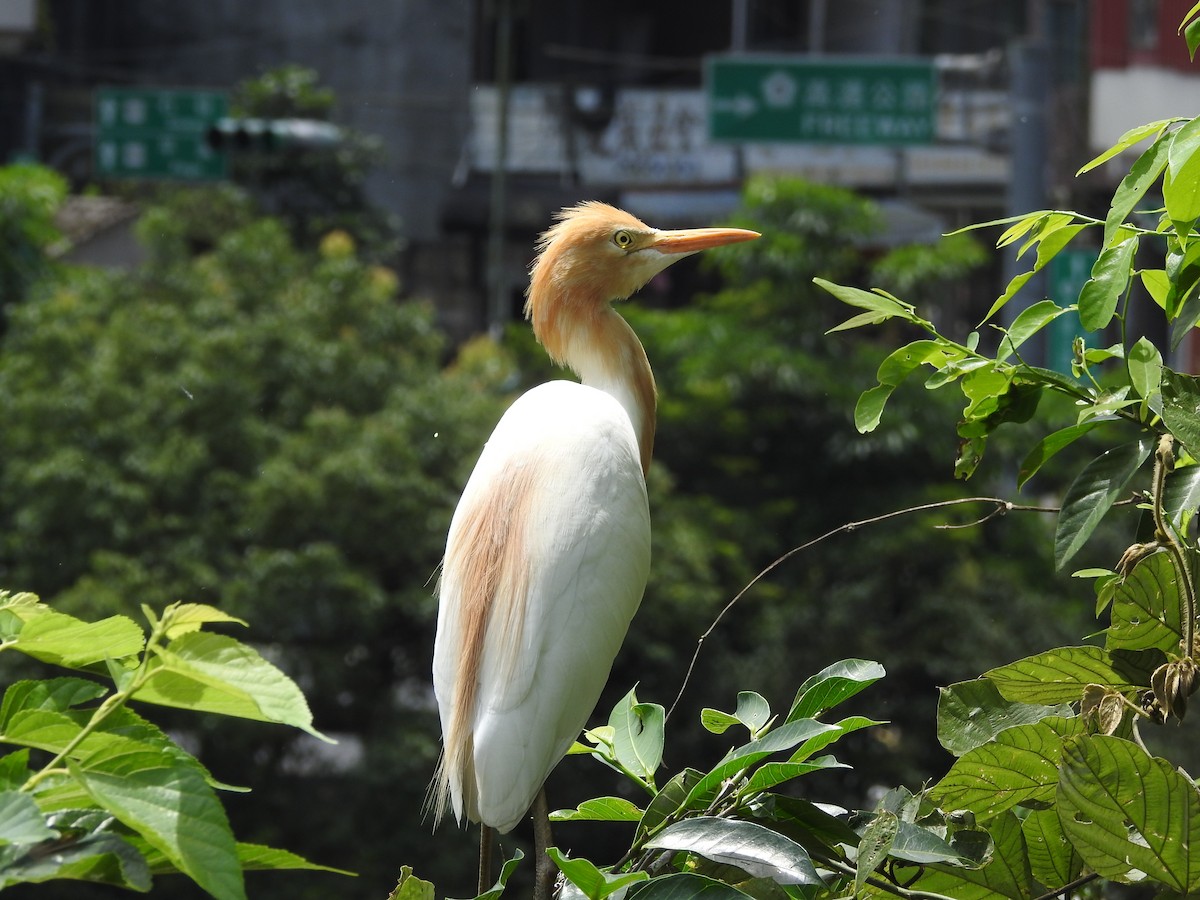 Eastern Cattle-Egret - ML164239291