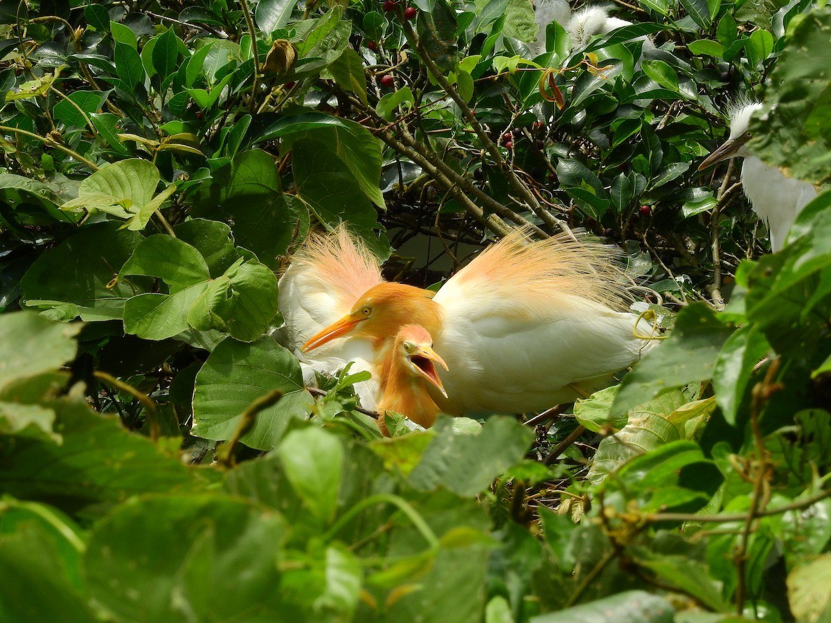 Eastern Cattle-Egret - ML164239311