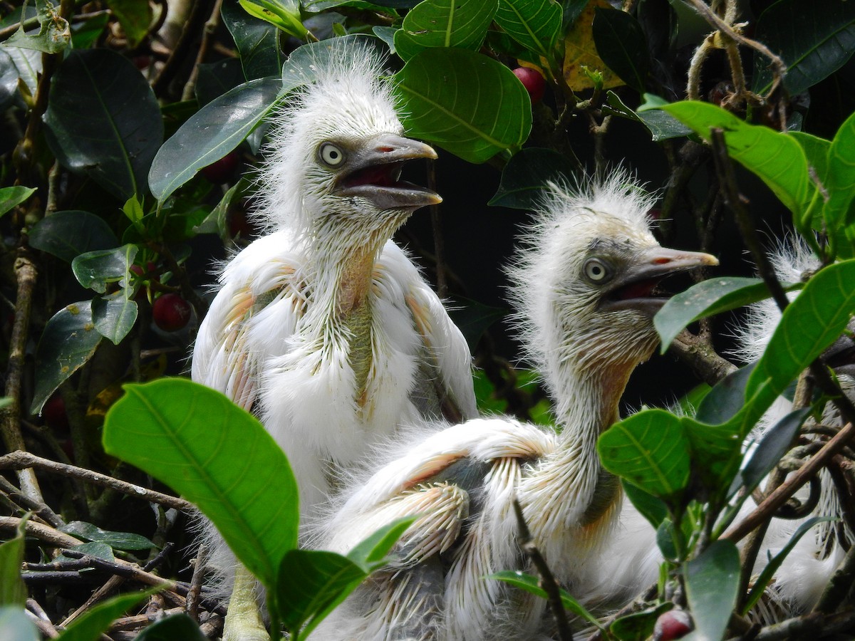 Eastern Cattle Egret - ML164239321