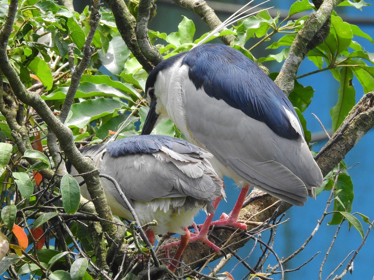 Ногоовор зашин - ML164239331