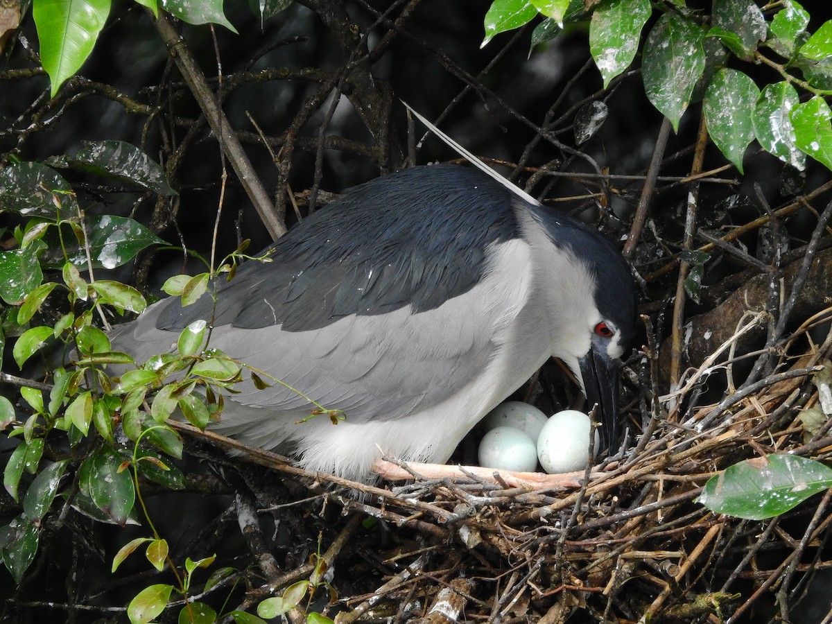 Black-crowned Night Heron - ML164239361