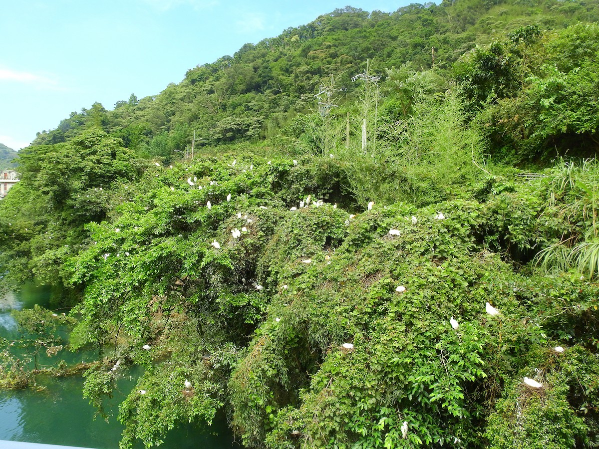 Ногоовор зашин - ML164239371