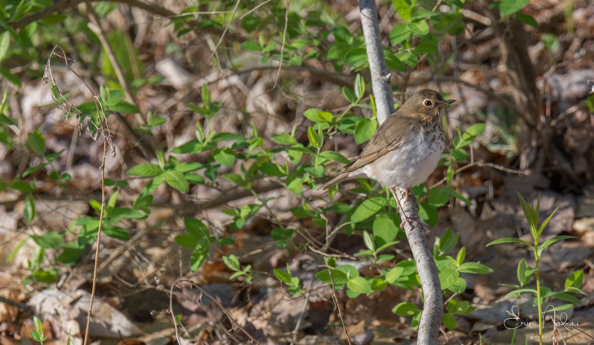 Swainson's Thrush - Erin Nadeau