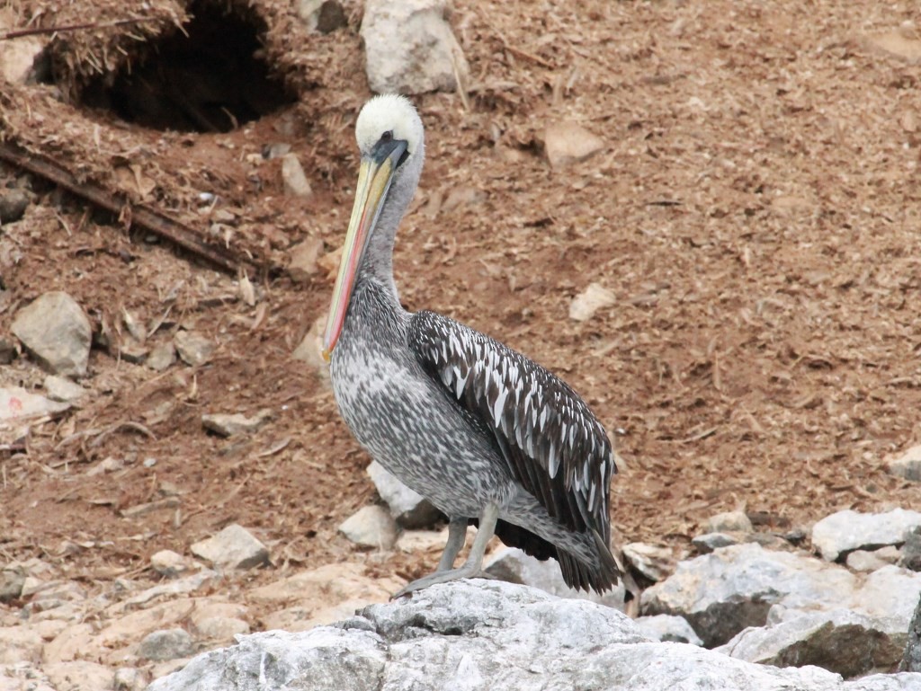 Peruvian Pelican - ML164242691