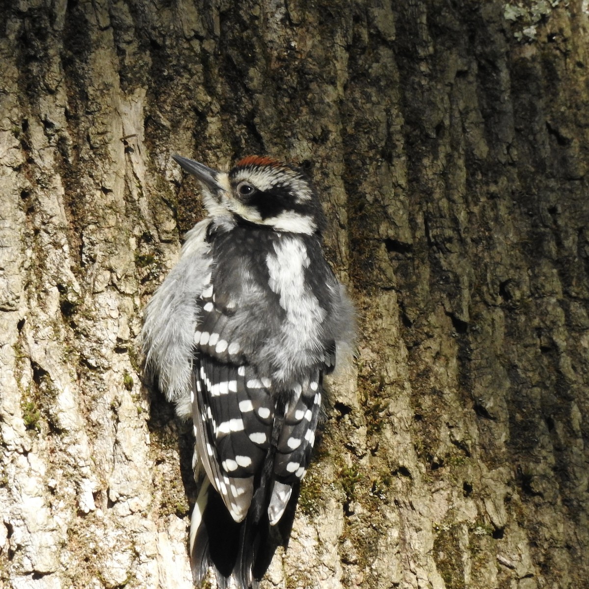 Hairy Woodpecker - ML164242891