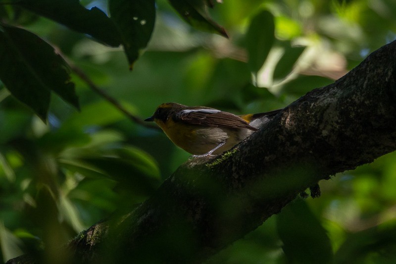 Narcissus Flycatcher - ML164243231