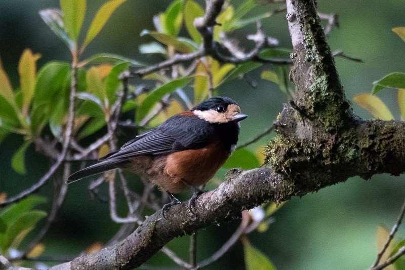 Varied Tit - ML164243521