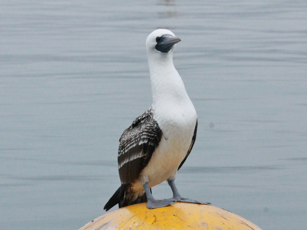 Peruvian Booby - ML164244131