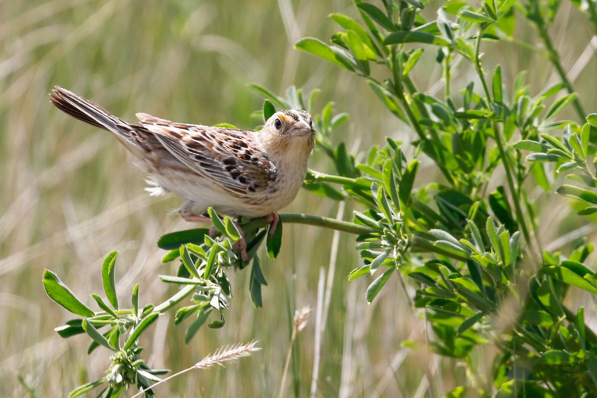 Grasshopper Sparrow - ML164244961