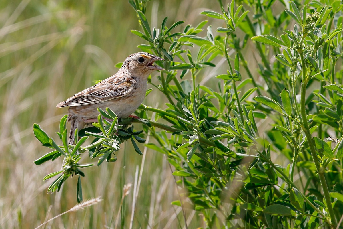 Grasshopper Sparrow - ML164244981
