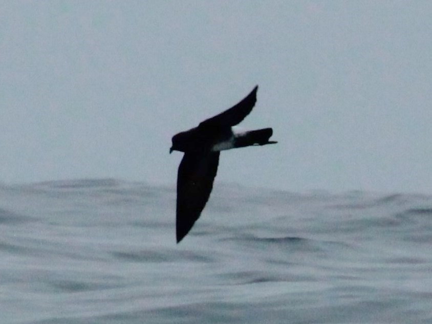 Elliot's Storm-Petrel - ML164245241