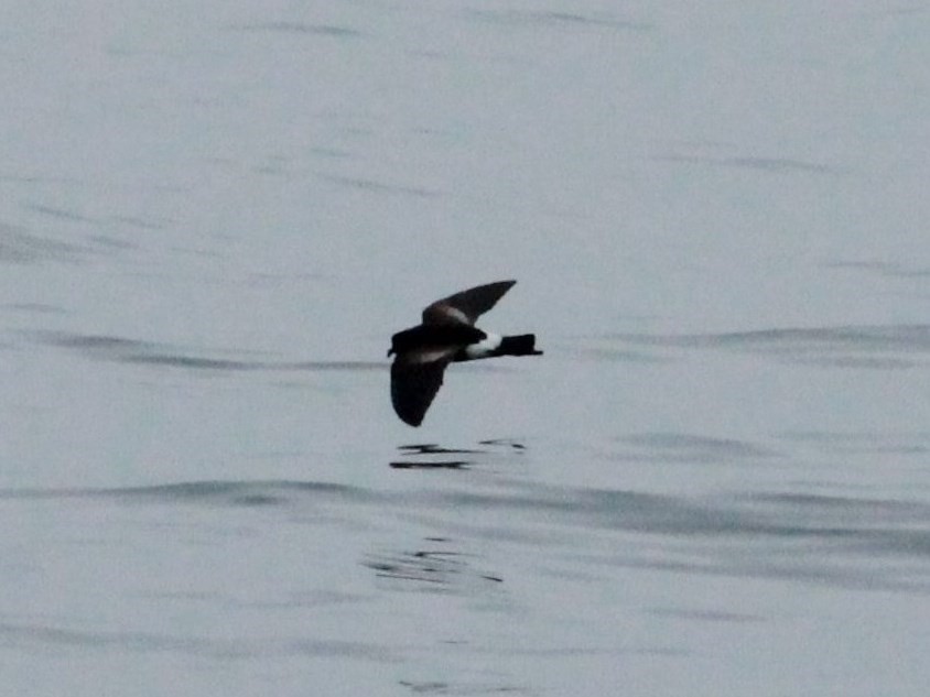 Elliot's Storm-Petrel - ML164245261