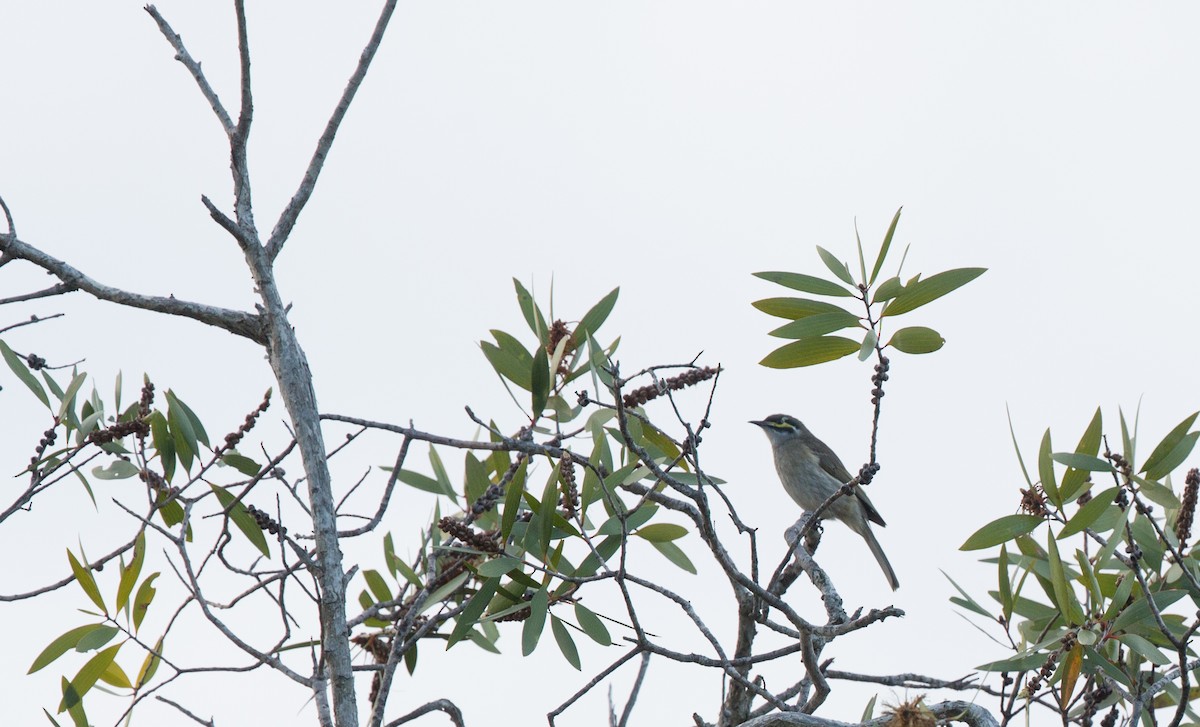 Yellow-faced Honeyeater - ML164245341