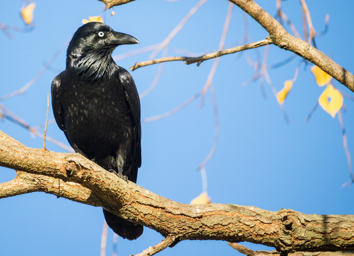 Corbeau d'Australie - ML164246321