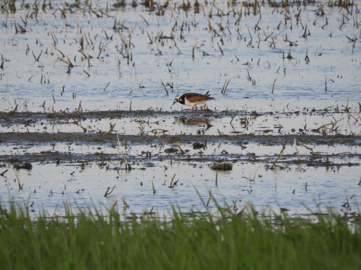 Ruddy Turnstone - ML164250251