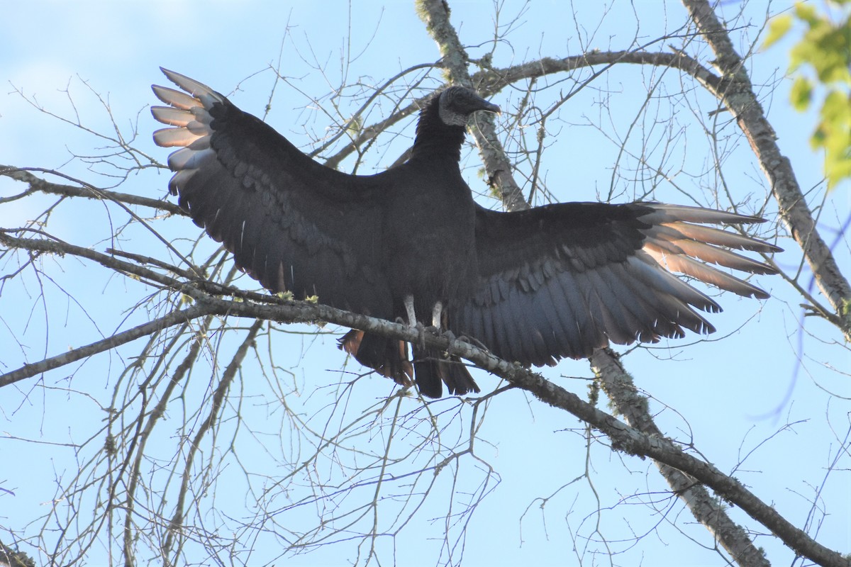 Black Vulture - ML164251991