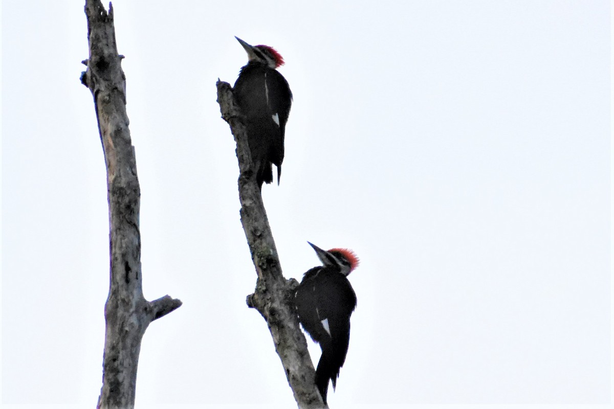 Pileated Woodpecker - ML164252011