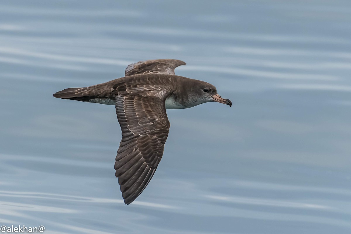 Pink-footed Shearwater - Eleuterio Ramirez