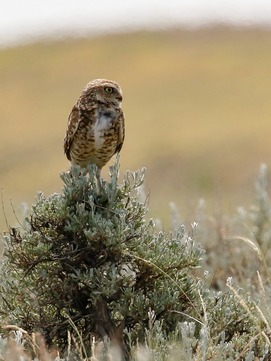 Burrowing Owl - ML164254941