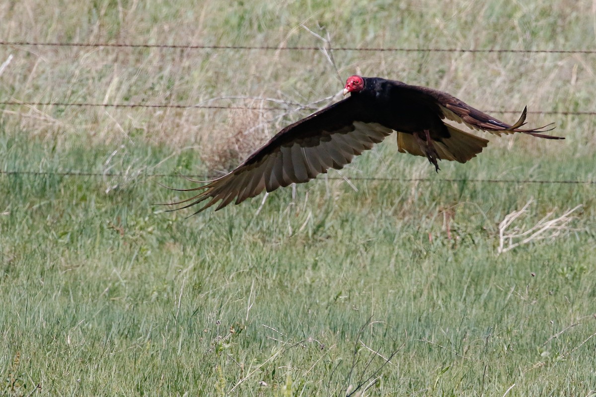 Urubu à tête rouge - ML164255561