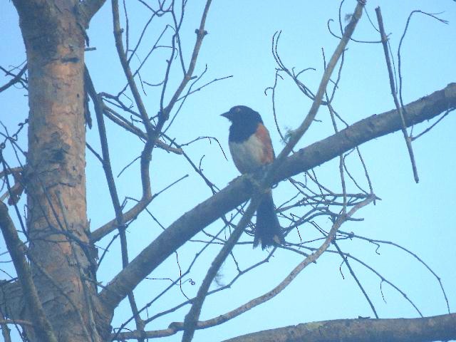 Eastern Towhee (White-eyed) - ML164255861