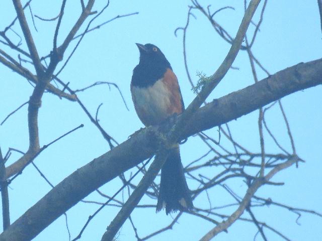 Eastern Towhee (White-eyed) - ML164255921