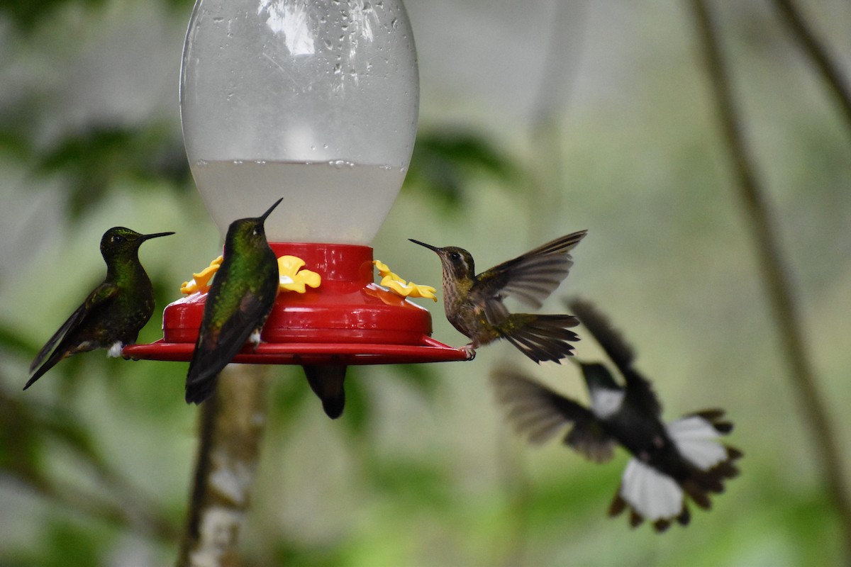 Speckled Hummingbird - ML164255951