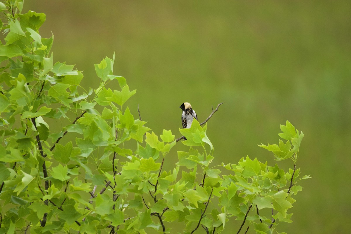 Bobolink - ML164258481
