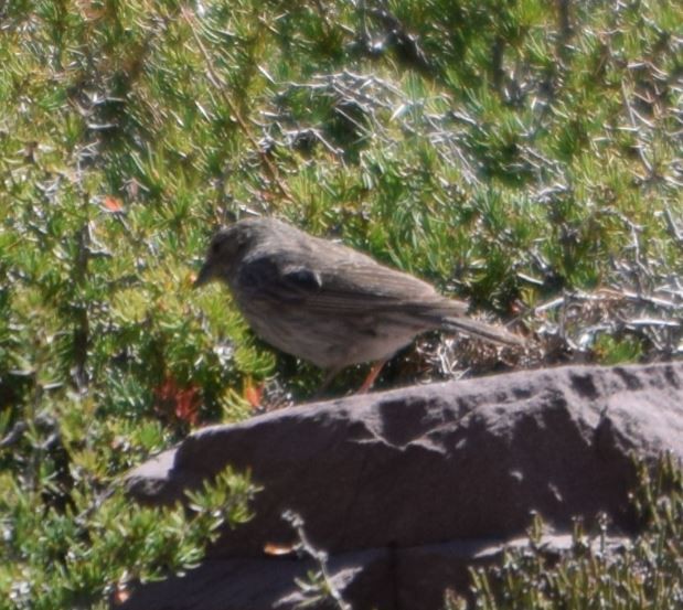 Band-tailed Sierra Finch - ML164259861