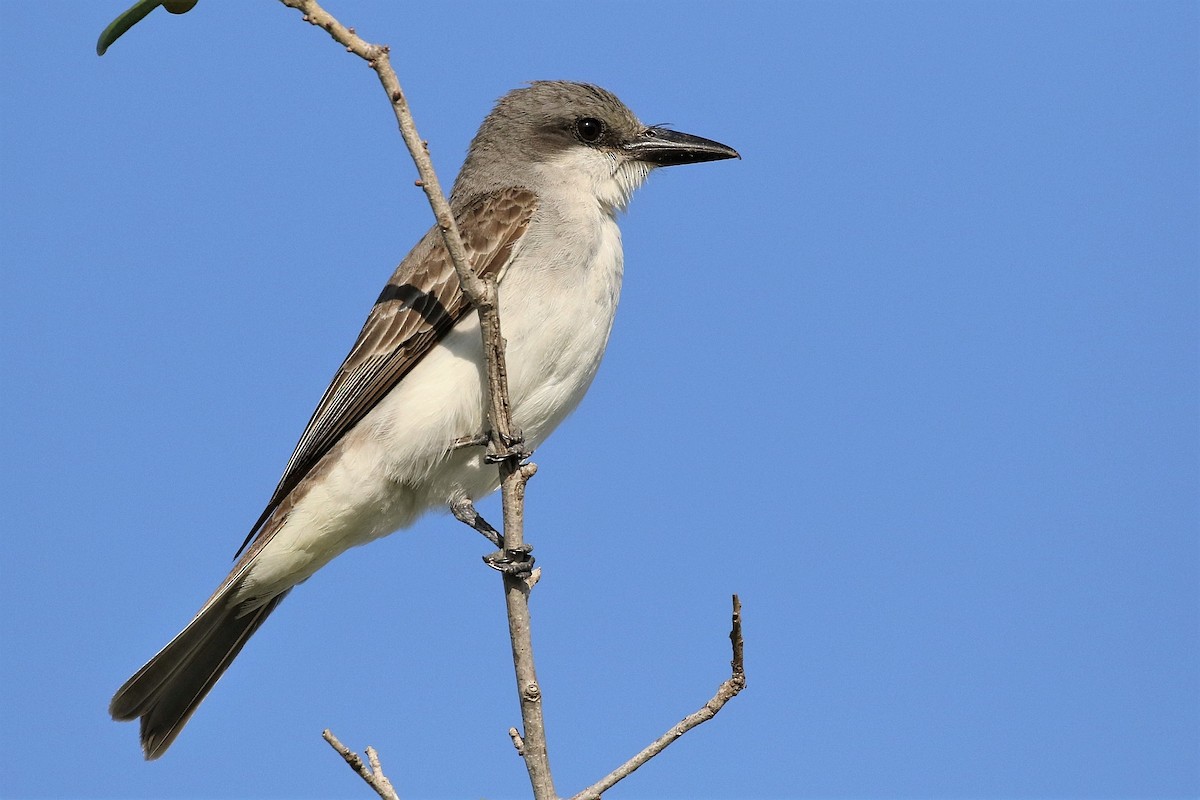 Gray Kingbird - Carlos Sanchez
