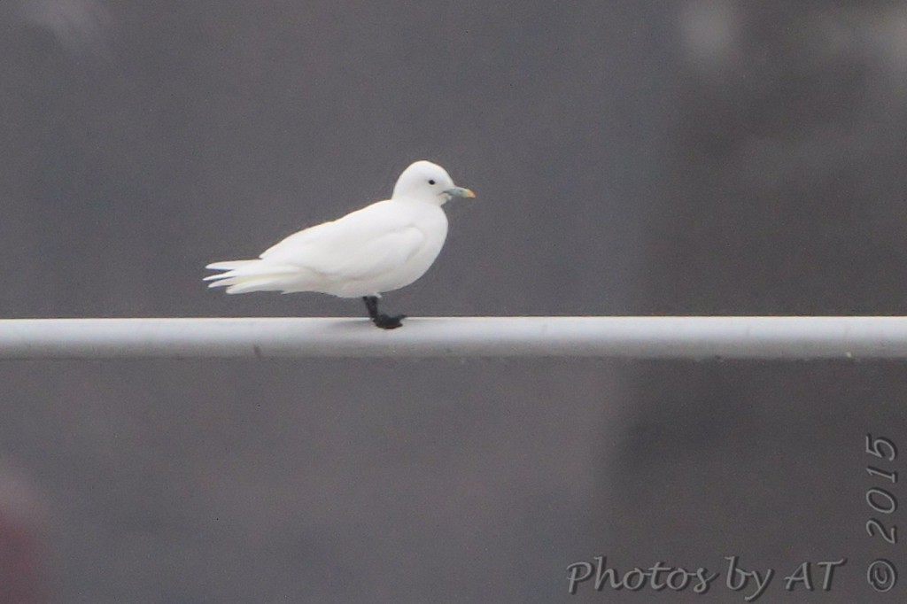 Ivory Gull - ML164261531