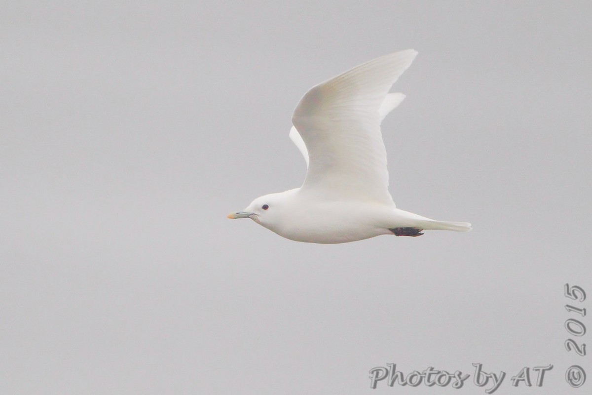 Ivory Gull - ML164261561