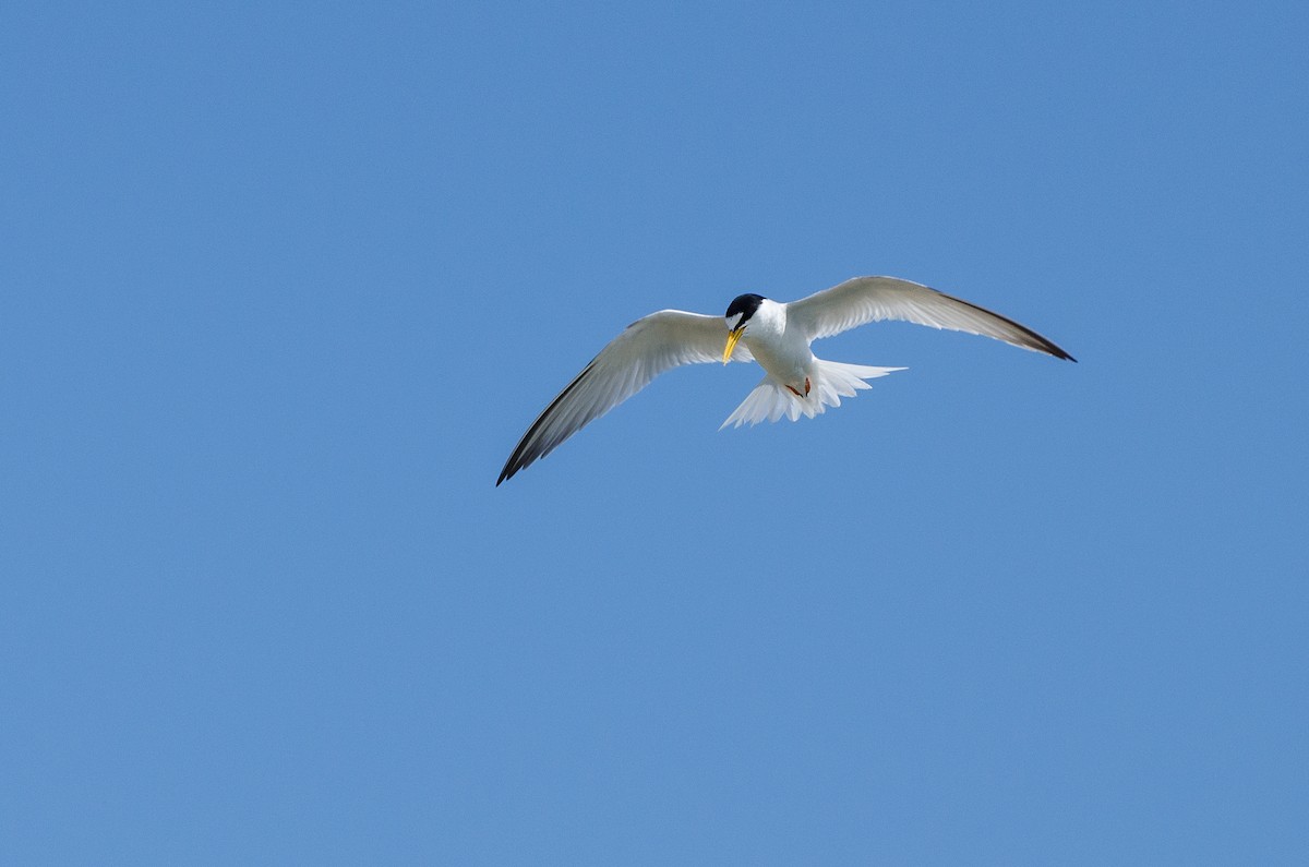 Little Tern - ML164261931