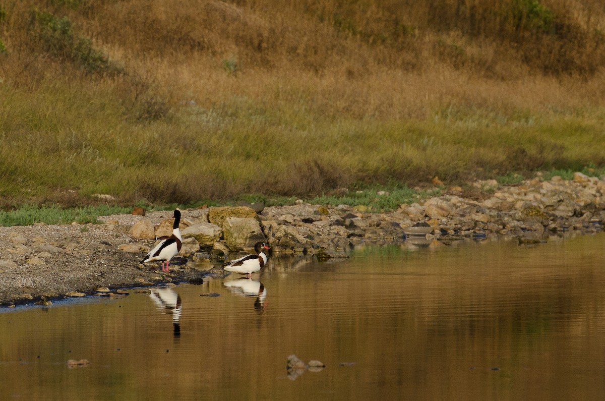 Common Shelduck - ML164262131