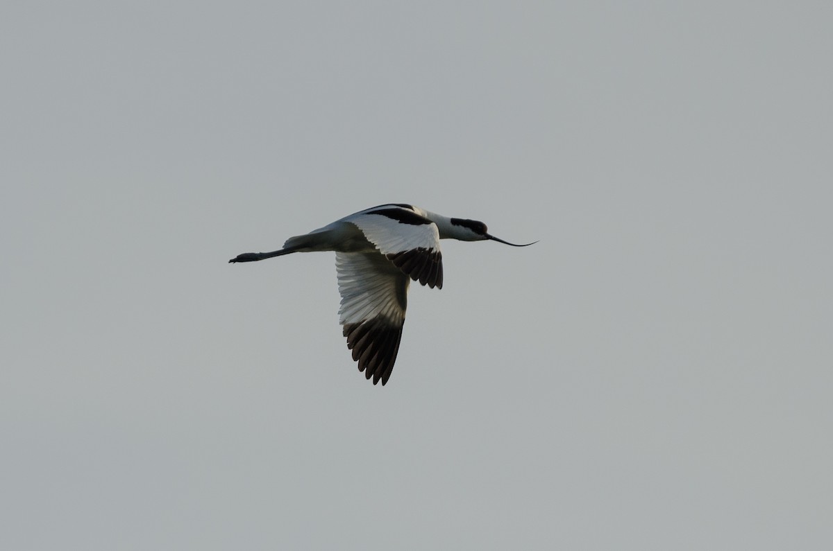 Pied Avocet - ML164262141