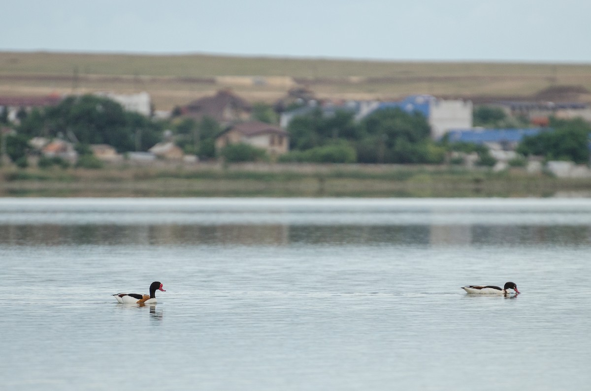 Common Shelduck - ML164262181