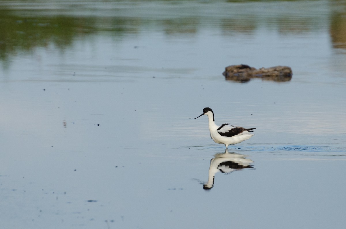 Pied Avocet - ML164262211