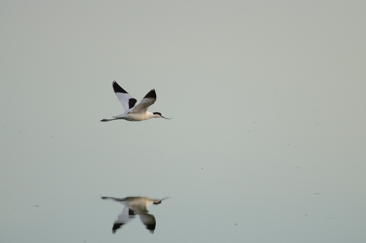 Pied Avocet - ML164262221