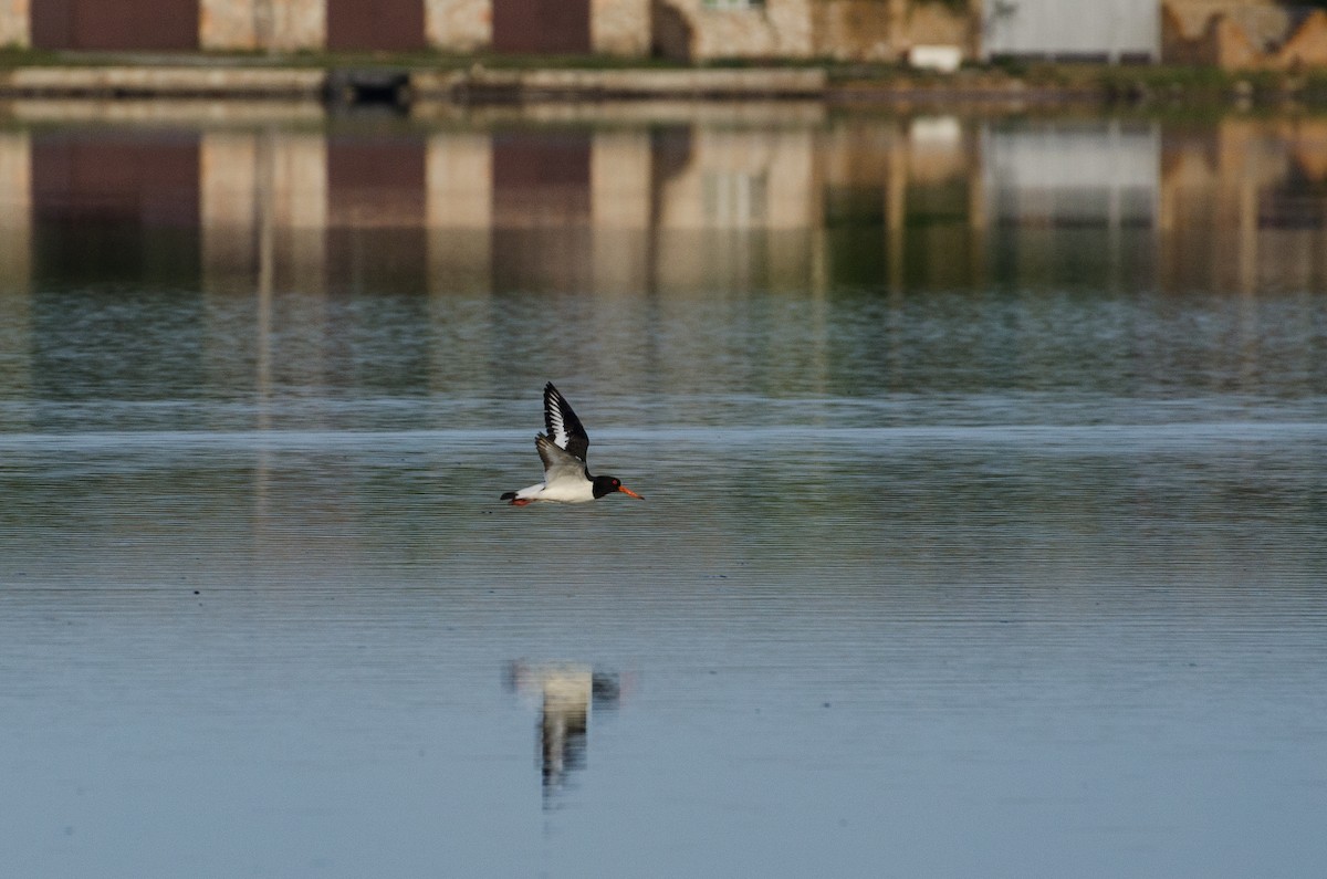 Eurasian Oystercatcher - ML164262231