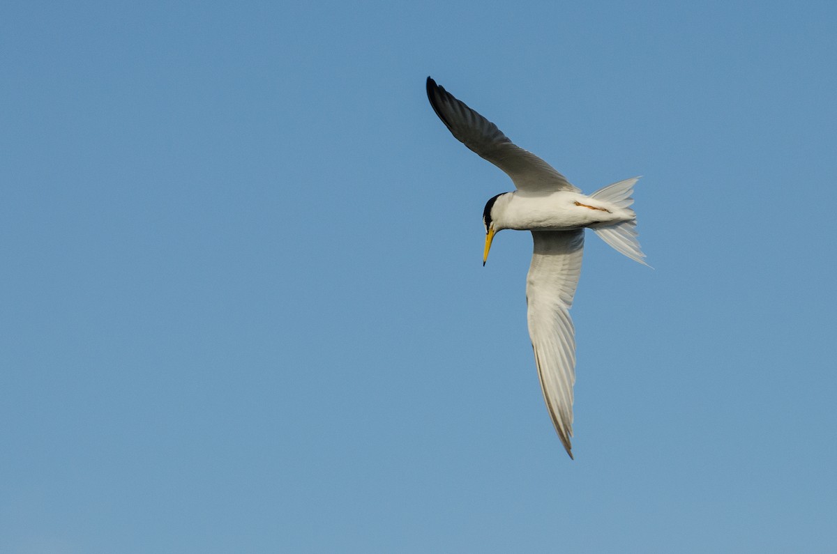 Little Tern - ML164262271