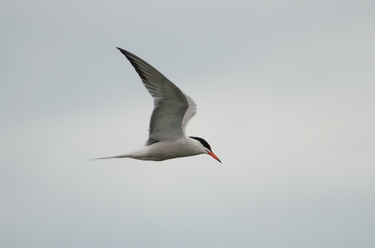 Flussseeschwalbe (hirundo/tibetana) - ML164262281