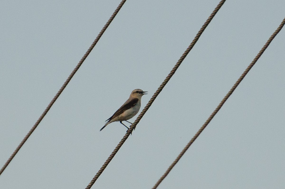 Northern Wheatear - ML164262301