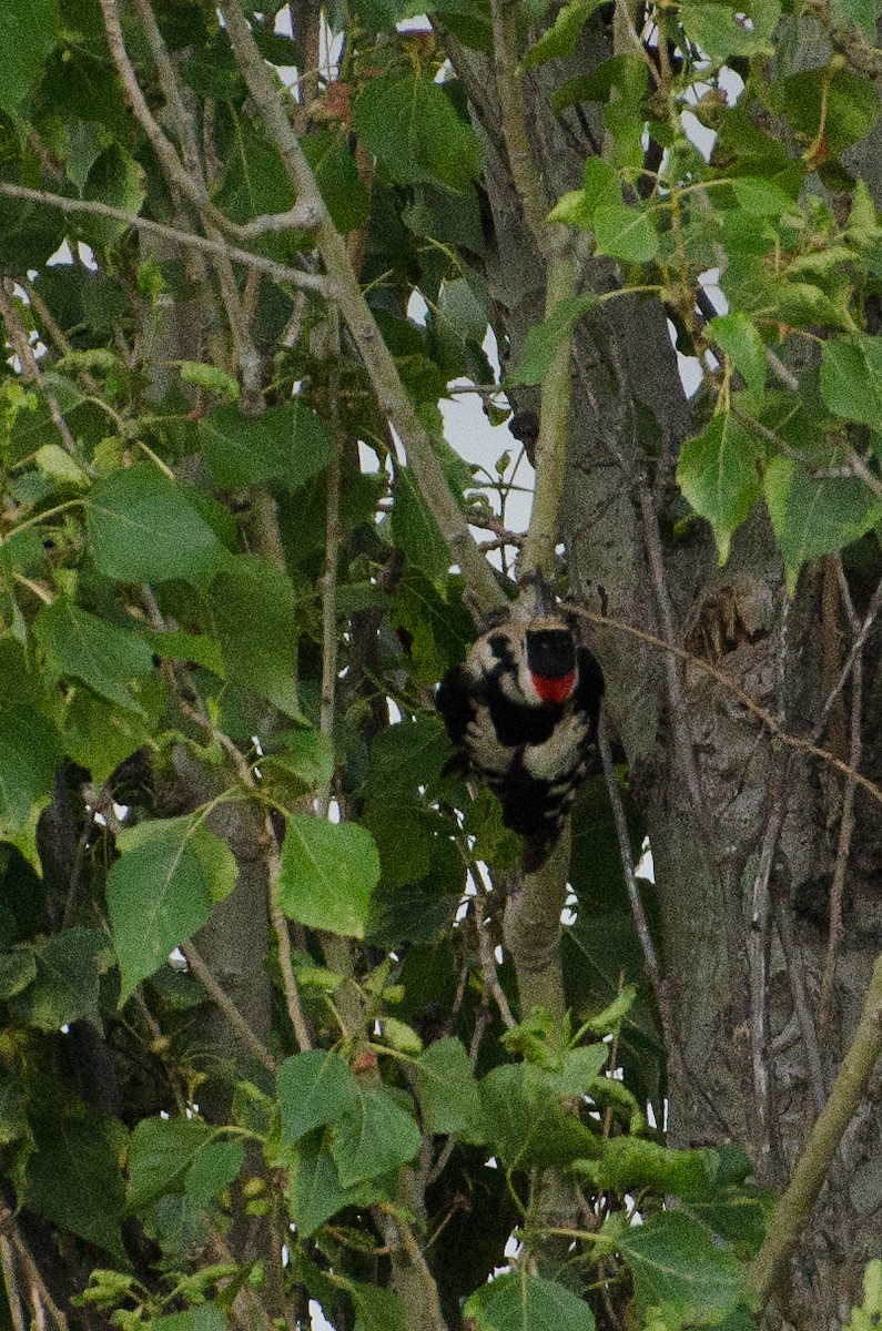 Syrian Woodpecker - Anonymous